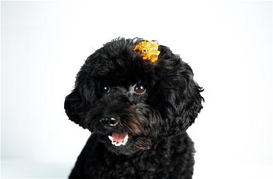 Key社《虚拟月球之子》将于2024年登陆Switch